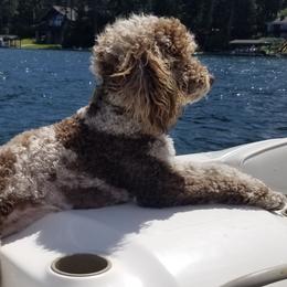 Aussiedoodles from Elk Mountain Doodles