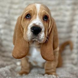 Reese's (royal blue) - Red and white male Basset Hound puppy in Kingsport, Tennessee from Bear’s Bassets