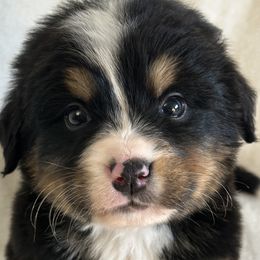 Blitzen - Bernese Mountain Dog puppy from N.W. Mountain Retrievers