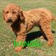 Hansel