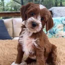 Vesper - Red  female Goldendoodle puppy in Pine Grove, California from Lundee Doodles
