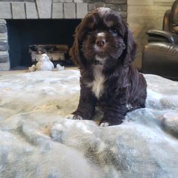 Purple Girl - Brown female Cocker Spaniel puppy in Howell, Michigan from Robbin's Treasures