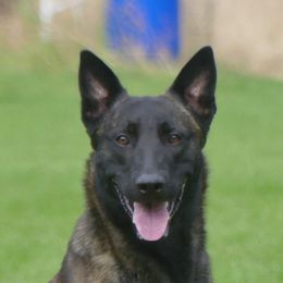 Vise - Dutch Shepherd