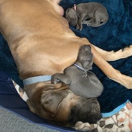Great Danes from Central Coast Danes