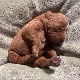 Boston - Apricot female Goldendoodle puppy in Graham, North Carolina from Geise Meadow Doodles