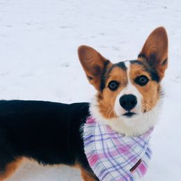Indie - Pembroke Welsh Corgi