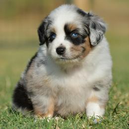 Australian Shepherd, Miniature Australian Shepherd, and Toy Australian Shepherd Puppies from Southern Edition Aussies