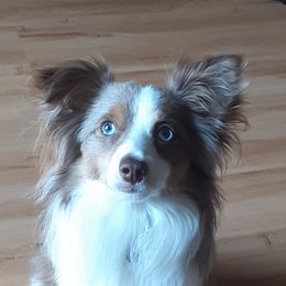Ramsey - Toy Australian Shepherd