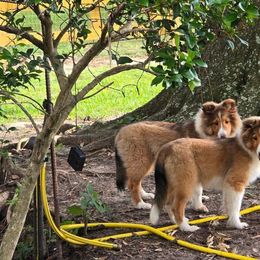 Shetland Sheepdog All Grown Up from Costa Del Sol Shelties