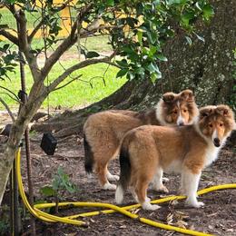 Shetland Sheepdog All Grown Up from Costa Del Sol Shelties