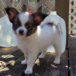 Daisy - Red white and sable female Papillon puppy in Mountain Home, Arkansas from King's Papillons