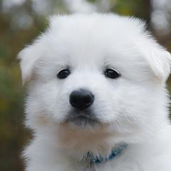 Light Blue collar - Berger Blanc Suisse puppy in Graham, Washington from Itrek White Swiss Shepherds