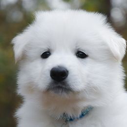 Light Blue collar - Berger Blanc Suisse puppy in Graham, Washington from Itrek White Swiss Shepherds