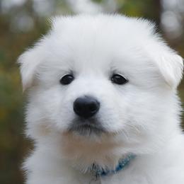 Light Blue collar - Berger Blanc Suisse puppy in Graham, Washington from Itrek White Swiss Shepherds