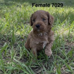 7029 - Red  female Goldendoodle puppy in Arcadia, Florida from KnuDawn Goldendoodles