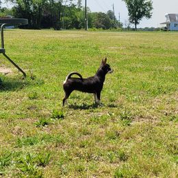 Trixie - Chocolate and tan female Chihuahua puppy in Warsaw, Virginia from B&D Chihuahuas
