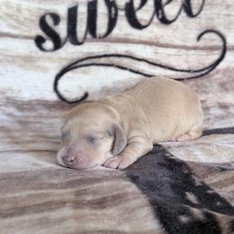 Robin - Dapple male Dachshund puppy in Lake City, Florida from KNG FARMS