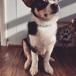 Koi - Pembroke Welsh Corgi