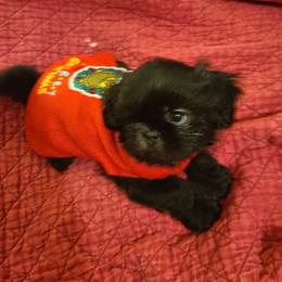 Shih Tzu Puppies from Tammy's Shihtzu Shack