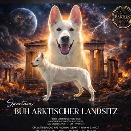 Boo 👻 - German Shepherd