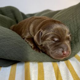 Labrador Retriever Puppies from RPAs Priceless Labradors