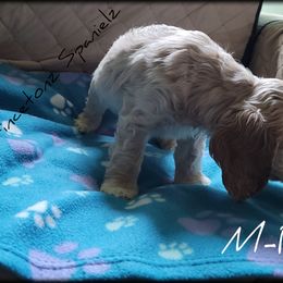 "Litter 2" Cocker Spaniel Puppies from -PrincetonzSpanielz-