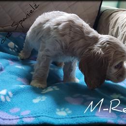 "Litter 2" Cocker Spaniel Puppies from -PrincetonzSpanielz-