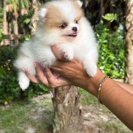 Tiny Paris 3800 - Cream parti female Pomeranian puppy in Naples, Florida from 🤎 Dreaming Puppies 🐶