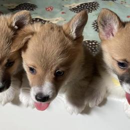 Pembroke Welsh Corgis from Natasha’s Corgis