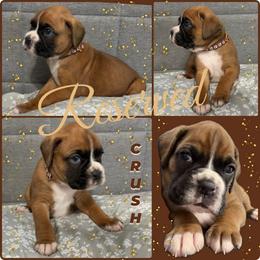 Crush - Fawn male Boxer puppy in Junction City, Oregon from Vincent's Pride Boxers ~ Dudley's Dream Boxers