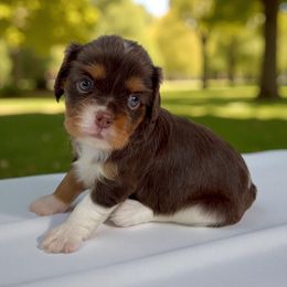 Ava - Chocolate female Cavalier King Charles Spaniel puppy in Miami, Florida from Mario’s Pups