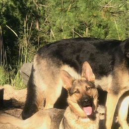 German Shepherds from Vom Haus Vianden