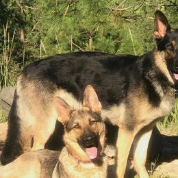 German Shepherds from Vom Haus Vianden