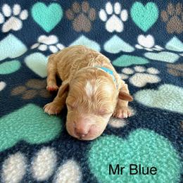 Mr Blue - Apricot male Goldendoodle puppy in Lowville, New York from Valley View Doodles