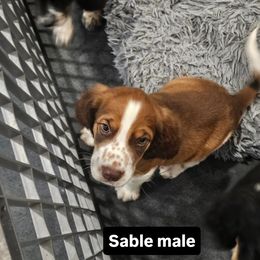 Black collar - Black white and tan male English Springer Spaniel puppy in Anderson, South Carolina from Hembree Creek Springers