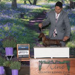 Dachshunds from Wooofyland Kennel