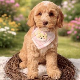 Sleet - Caramel red female Australian Labradoodle puppy in Anderson, California from Shaggy Doodles