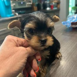 Brooke - Blue and gold female Yorkshire Terrier puppy in Hot Springs, Arkansas from Weslynn Kennels