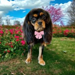 Cavalier King Charles Spaniel puppies from Moon Dream Cavaliers