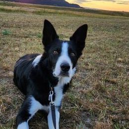 Border Collies and Karakachans from Dotson Farm Border Collies