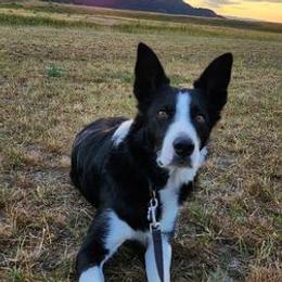 Border Collies and Karakachans from Dotson Farm Border Collies
