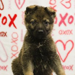 Blue Collar - Sable German Shepherd puppy in Rockwall, Texas from Debut Shepherds