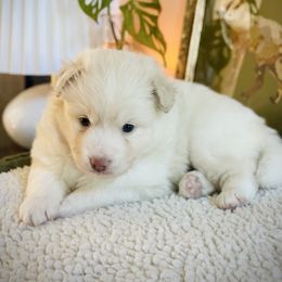 Nimbus - White male Pomsky puppy in Greenville, South Carolina from Thicketty Mountain Pomskies