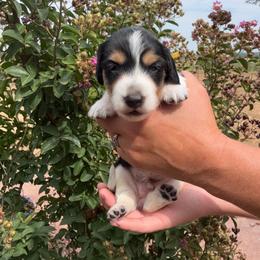 Tootles - Piebald male Dachshund puppy in Ramona, Oklahoma from Schmitt Dachshunds