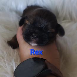 Rex - Black and tan male Shih Tzu puppy in Peoria, Arizona from Shihtzucircusaz