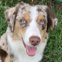 Loki - Miniature Australian Shepherd