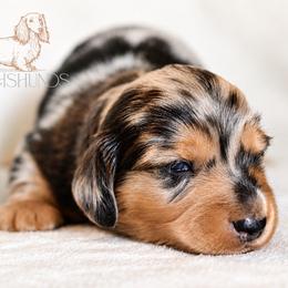 Goose - Dapple male Dachshund puppy in Waco, Texas from LHC Dachshunds