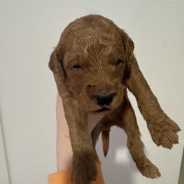 Ghost - Red  male Goldendoodle puppy in Richmond, Texas from Harper’s Heartbeats