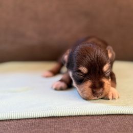 Rex - Liver male Miniature Schnauzer puppy in La Mirada, California from SchnauzersRus