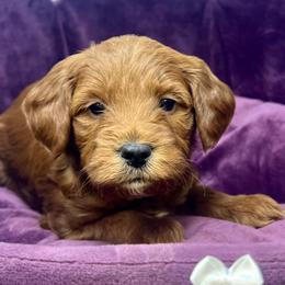 White Female - Apricot female Goldendoodle puppy in Great Falls, Montana from Montana Goldendoodles